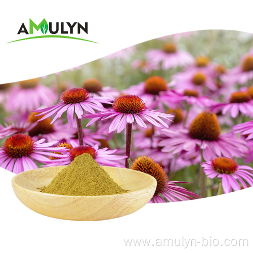 Natural Echinacea Angustifolia Purpurea Root Extract Powder